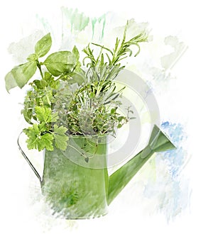 Watercolor Image Of Herbs