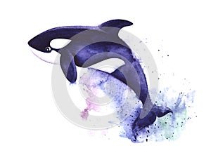 Watercolor image of killer whale on white background with blue paint splashes and spots. Hand drawn illustration of big white and