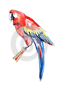 Watercolor image of macaw parrot isolated on white background. Exotic bird with bright and colorful plumage, in which red and