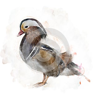 Watercolor Image Of A Mandarin Duck