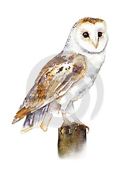 Watercolor image of an owl. The barn owl is white. Print for children`s publications, postcards.