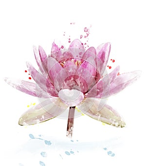 Watercolor Image Of Pink Waterlily Flower