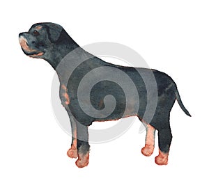 Watercolor image of rottweiler