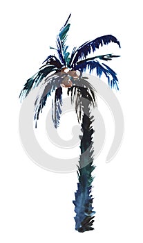 Watercolor image of single coconut palm isolated on white background. Dark silhouette of tropical tree with thick wide leaves on