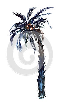 Watercolor image of single coconut palm isolated on white background. Tropical tree with thick wide leaves on top, shaggy bent