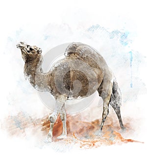 Watercolor Image Of Single-Humped Camel