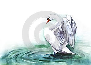 Watercolor image of single white swan standing in pure water and ready to spread its wings. Hand drawn illustration of elegant