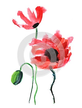 Watercolor image of three poppies isolated on white background. Fragile wild flowers with bright red heads on thin furry stems.