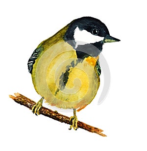 Watercolor image of tomtit photo