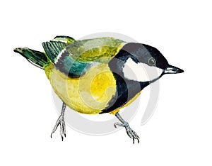 Watercolor image of tomtit photo