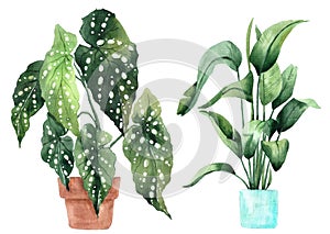 Watercolor image with tropical leaves and leaves of indoor plants. Home plant in pots. Greenery. Juicy. Floral design element.