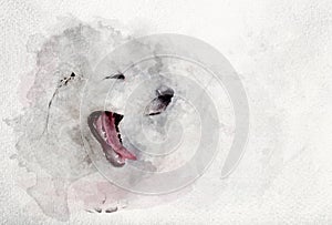 Watercolor image of white puppy dog yawning.