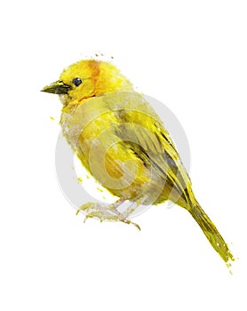 Watercolor Image Of Yellow Bird