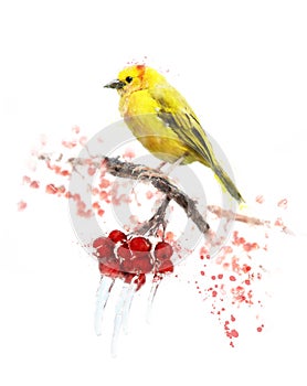 Watercolor Image Of Yellow Bird