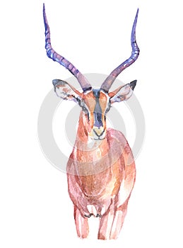 Watercolor impala  animal