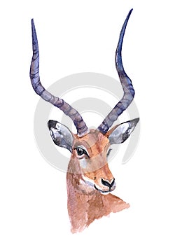 Watercolor impala  animal