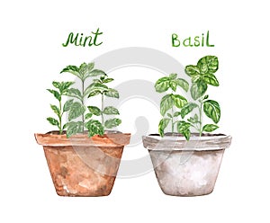 Watercolor indoor kitchen herbs. Windowsill garden concept. Mint and basil in pots
