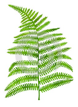 Watercolor ink green fern leaf. Hand painted realistic forest plant Polypodiopsida isolated on white background photo