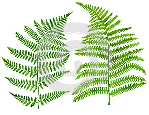 Watercolor and ink green fern leaves set. Hand painted realistic forest plant Polypodiopsida isolated on white photo