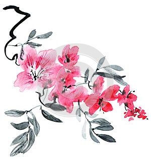 Watercolor and ink illustration of blossom tree with pink flowers, buds and leaves. Oriental traditional painting in style sumi-e