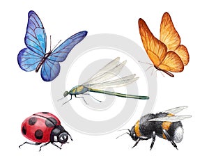 Watercolor insects illustrations