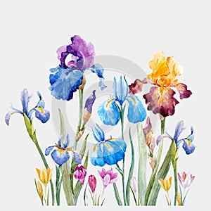 Watercolor iris vector composition