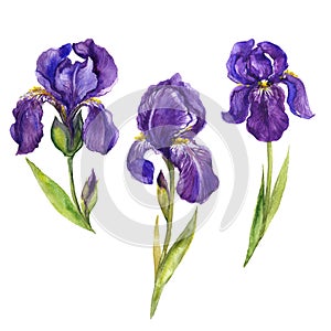 Watercolor irises flowers set
