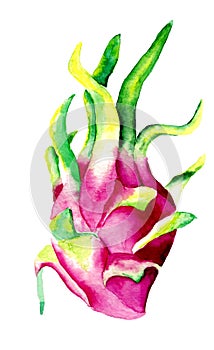 Watercolor isolated fruit Pitaya. tropico photo