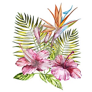 Watercolor isolated illustration of a pink hibiscus and leaves, Strelitzia reginae, tropical flower composition on a