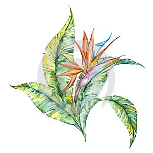 Watercolor isolated illustration of Strelitzia reginae and leaves, tropical flower composition on a white background