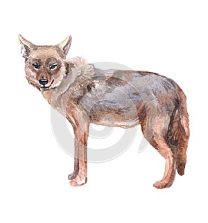 Watercolor  jackal animal