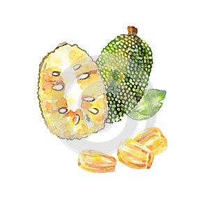 Watercolor jackfruit.