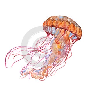 Watercolor jellyfish animal