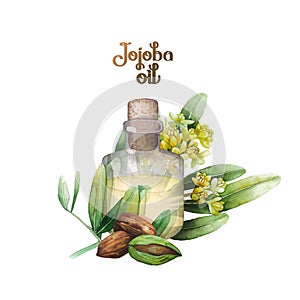 Watercolor jojoba plant