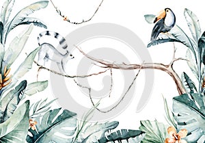 Watercolor jungle illustration of a lemur and toucan on white background. Madagascar fauna zoo exotic lemurs animal