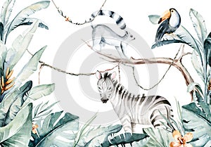 Watercolor jungle illustration of a lemur and toucan on white background. Madagascar fauna zoo exotic lemurs animal