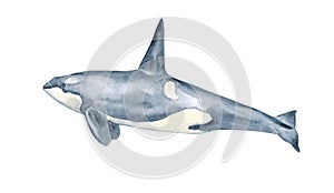 Watercolor killer whale hand Drawn Illustration