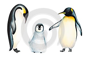 Watercolor king penguin family isolated on white background. Hand painting realistic Arctic and Antarctic ocean mammals