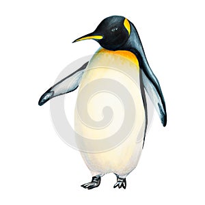 Watercolor king penguin isolated on white background. Hand painting realistic Arctic and Antarctic ocean mammals. For