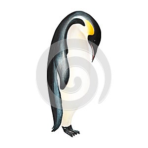 Watercolor king penguin isolated on white background. Hand painting realistic Arctic and Antarctic ocean mammals. For