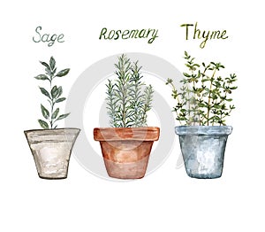 Watercolor kitchen culinary herb plants illustration. Rosemary, sage, thyme in pots, isolated on white background. Botanical art photo