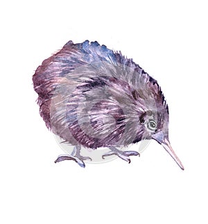 Watercolor kiwi  bird animal