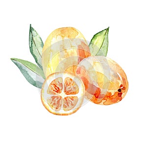 Watercolor kumquat.