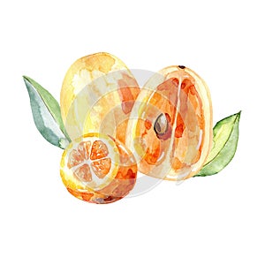 Watercolor kumquat.