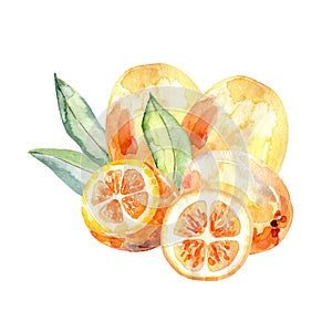 Watercolor kumquat.