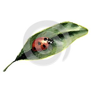 Watercolor ladybug with leaf. Nature card with ladybird. Insect illustration isolated on white background. For design or