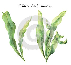 Watercolor laminaria. Hand painted underwater floral illustration with algae leaves branch isolated on white background