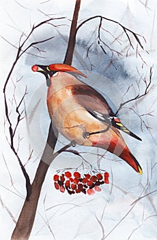 Watercolor landscape with cute waxwing sitting on bare twig of mountain ash with fallen leaves and red bunches of berries. Hand