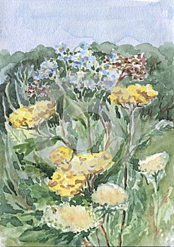 Watercolor landscape of meadow flowers on skybackground. Illustration for decor.