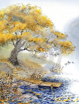 Watercolor landscape. An old tree near the pond